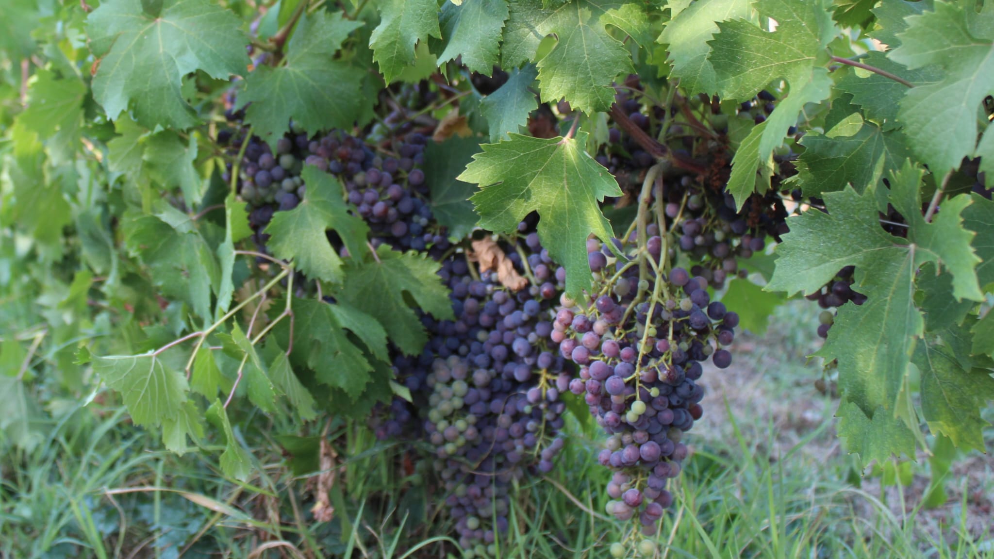Degustazione I mille volti del Nebbiolo